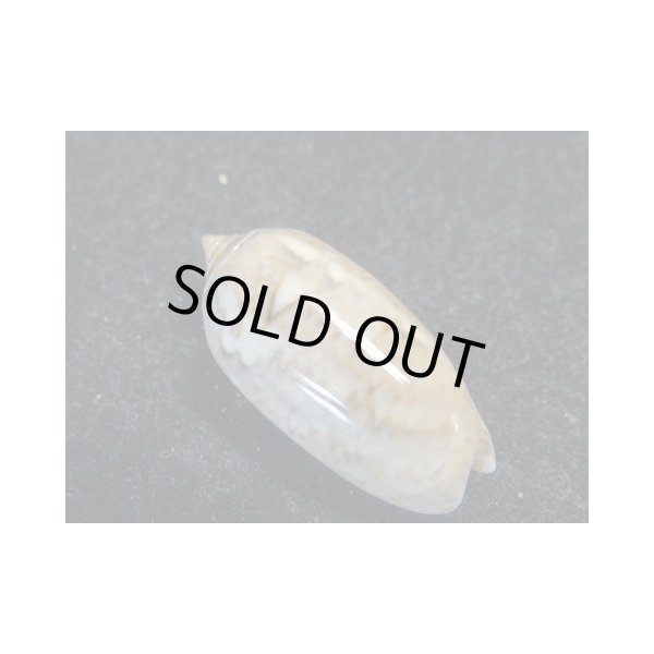 画像2: モヨウマクラ (2)