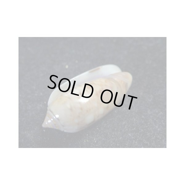 画像3: モヨウマクラ (3)