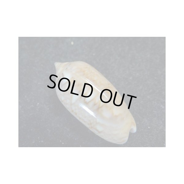 画像2: モヨウマクラ　大 (2)