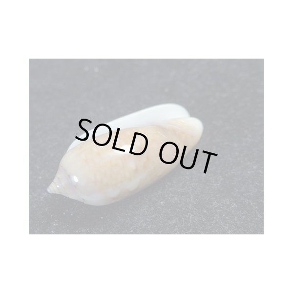 画像3: モヨウマクラ　大 (3)