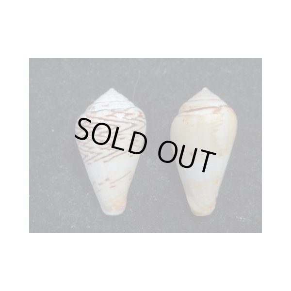 画像2: ワラベイモ 変異型 2個セット (2)