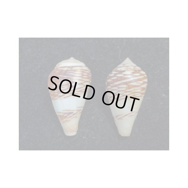 画像2: ワラベイモ 変異型 2個セット (2)