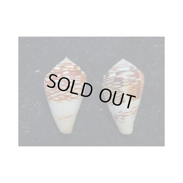 画像2: ワラベイモ 変異型 2個セット (2)