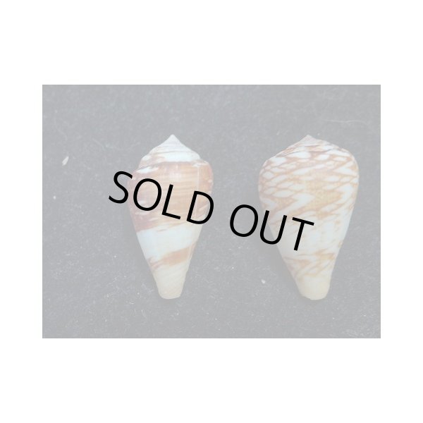 画像2: ワラベイモ 変異型 2個セット (2)