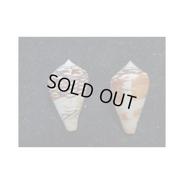 画像2: ワラベイモ 変異型 2個セット (2)