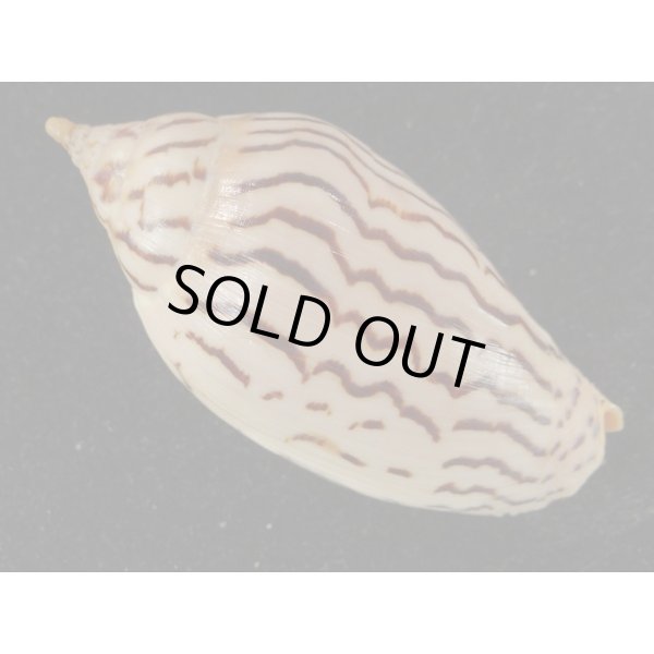 画像2: イナズマインドボラ (2)