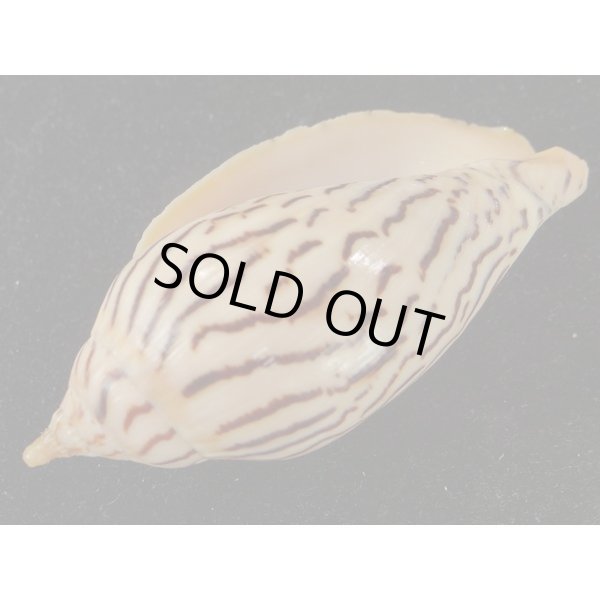 画像3: イナズマインドボラ (3)