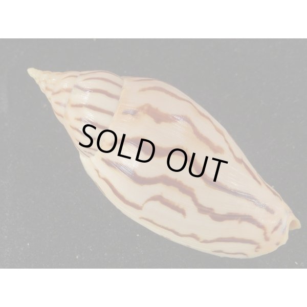 画像2: イナズマインドボラ 大 (2)