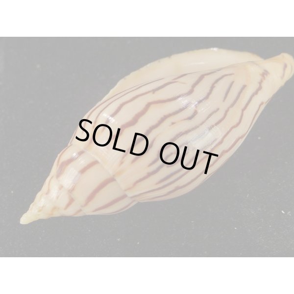 画像3: イナズマインドボラ 大 (3)