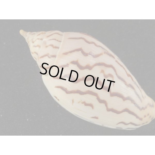 画像2: イナズマインドボラ 大 (2)