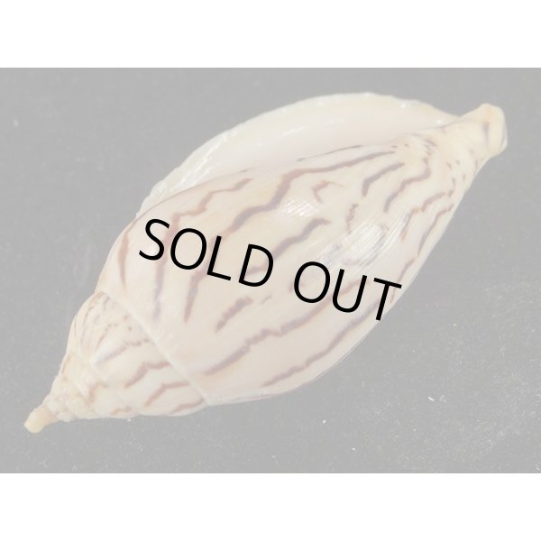 画像3: イナズマインドボラ 大 (3)