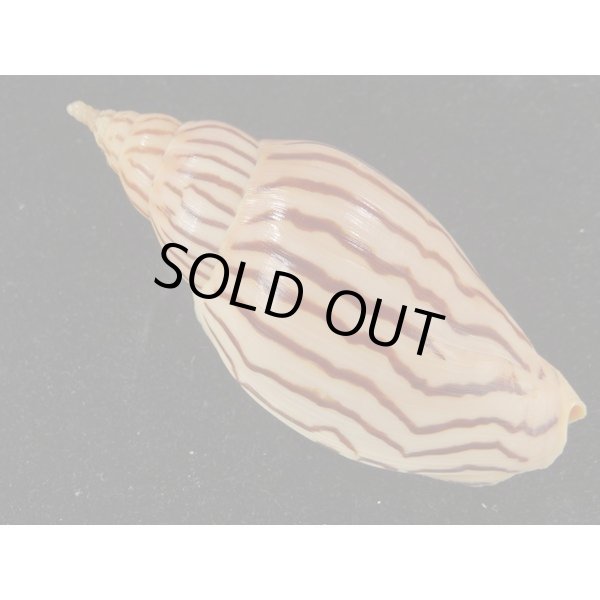 画像2: イナズマインドボラ 大 (2)