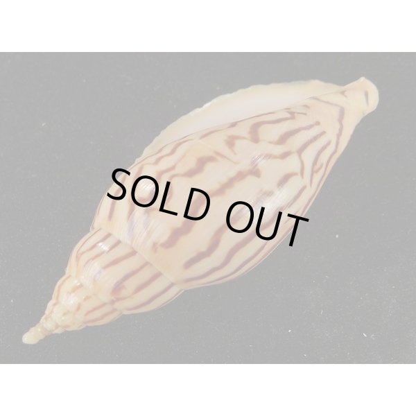 画像3: イナズマインドボラ 大 (3)