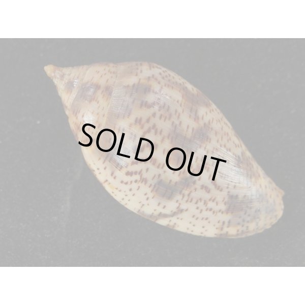 画像2: ゴマスジボラ (2)