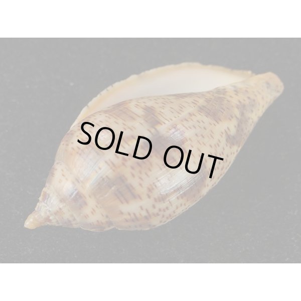 画像3: ゴマスジボラ (3)