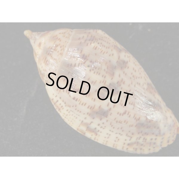 画像2: ゴマスジボラ (2)