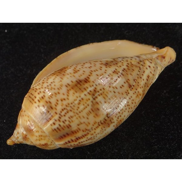 画像3: ゴマスジボラ (3)