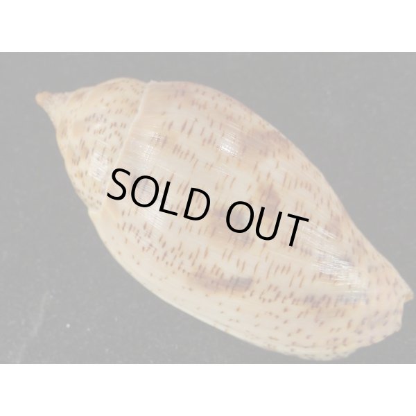 画像2: ゴマスジボラ (2)