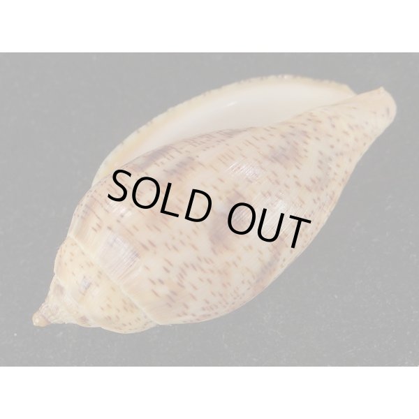 画像3: ゴマスジボラ (3)