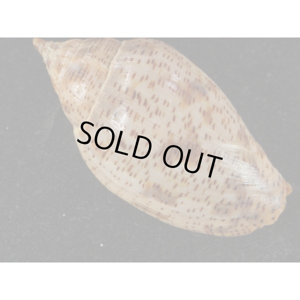 画像2: ゴマスジボラ (2)