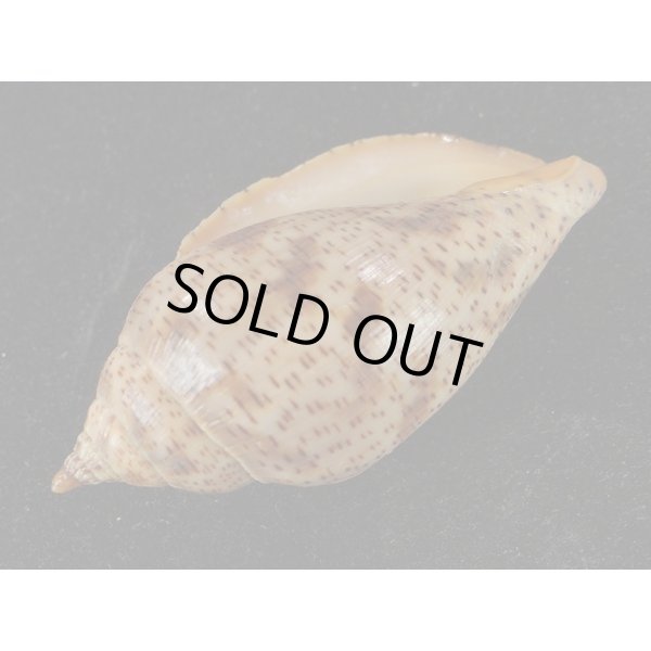 画像3: ゴマスジボラ (3)