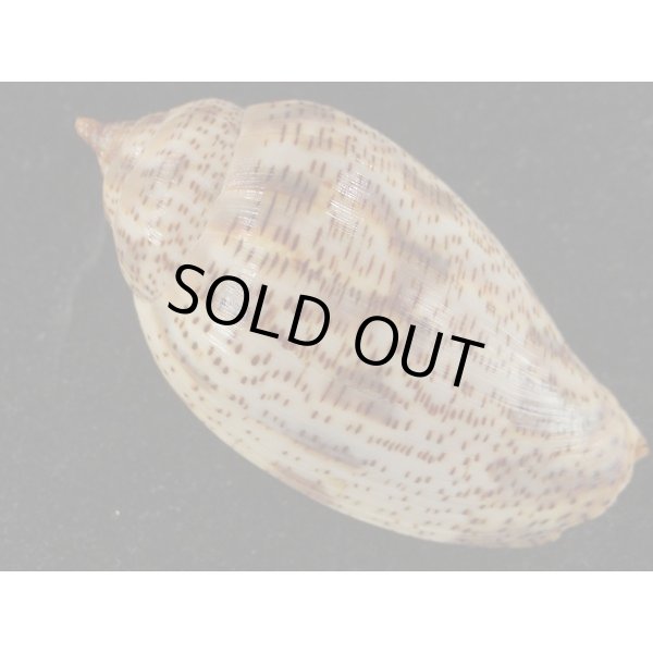 画像2: ゴマスジボラ (2)