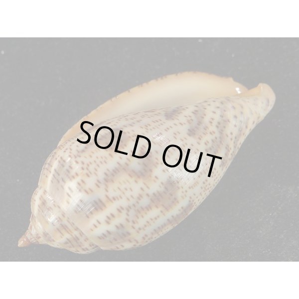 画像3: ゴマスジボラ (3)