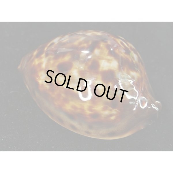 画像2: スーパージニアナ メラネスティック 大 特美品 (2)