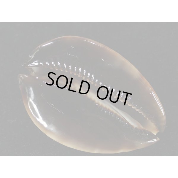 画像3: スーパージニアナ メラネスティック 大 特美品 (3)