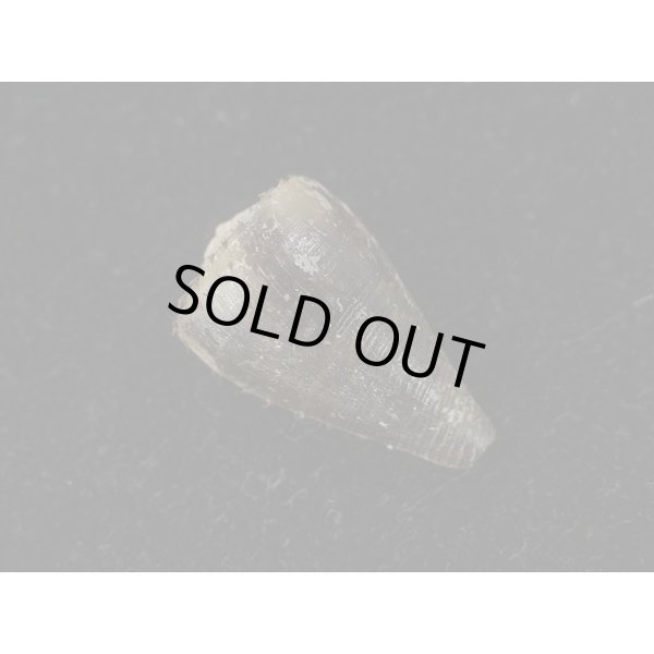 画像2: ハイイロミナシ (2)