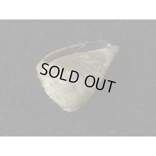 画像3: ハイイロミナシ (3)