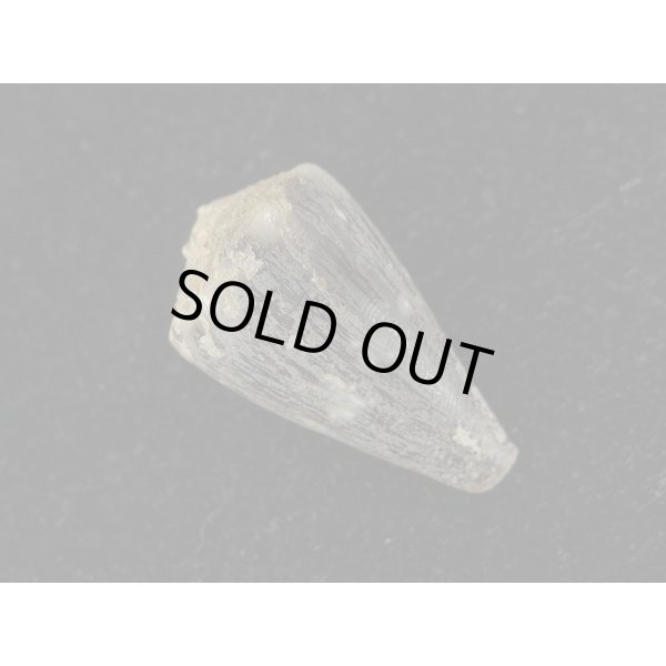 画像2: ハイイロミナシ (2)