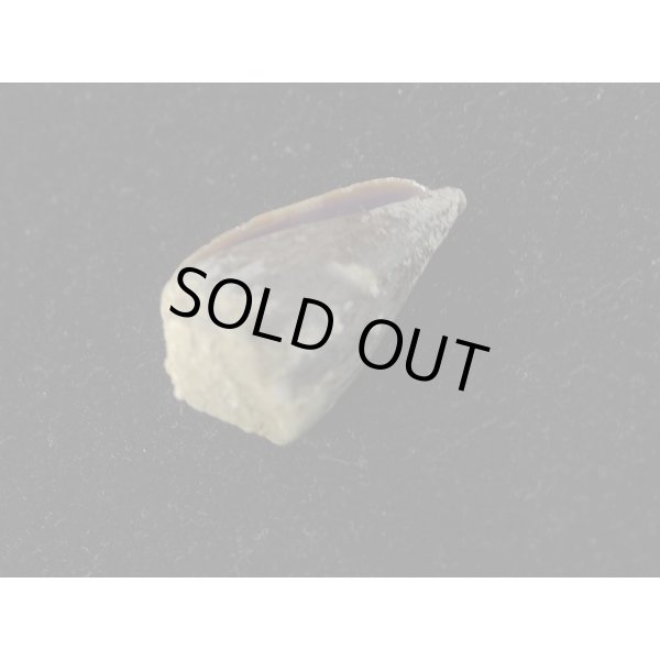 画像3: ハイイロミナシ (3)