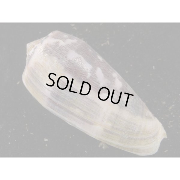 画像2: ニシキミナシ 大 (2)