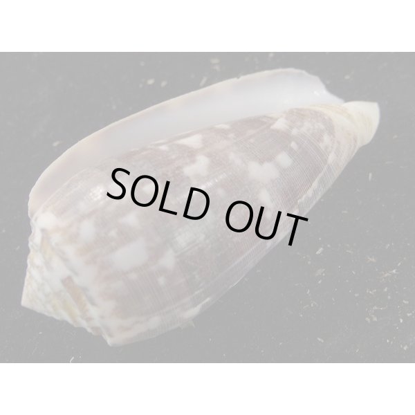 画像3: ニシキミナシ 大 (3)