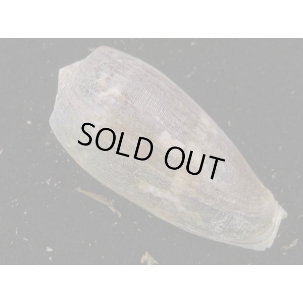 画像2: ニシキミナシ 大 (2)