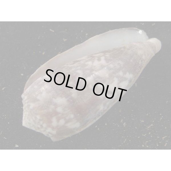 画像3: ニシキミナシ 大 (3)