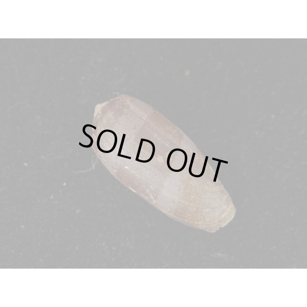 画像2: ムラサキアンボイナ (2)