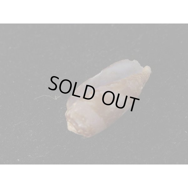 画像3: ムラサキアンボイナ (3)