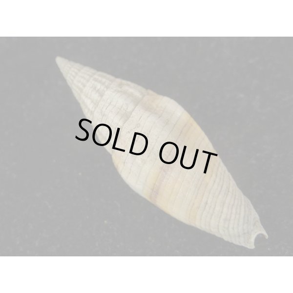 画像2: クリフミノムシ (2)