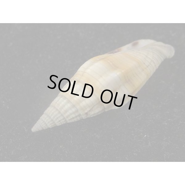 画像3: クリフミノムシ (3)