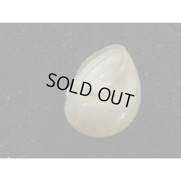 画像3: モクメダマ　小 (3)