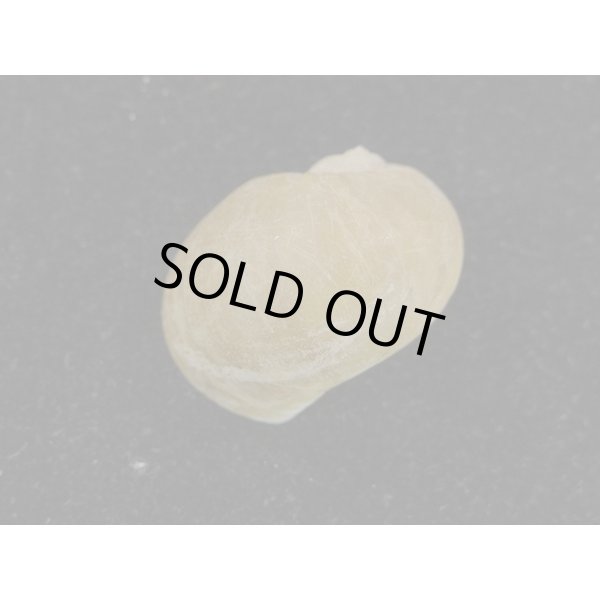 画像2: トウヨウダマ (2)