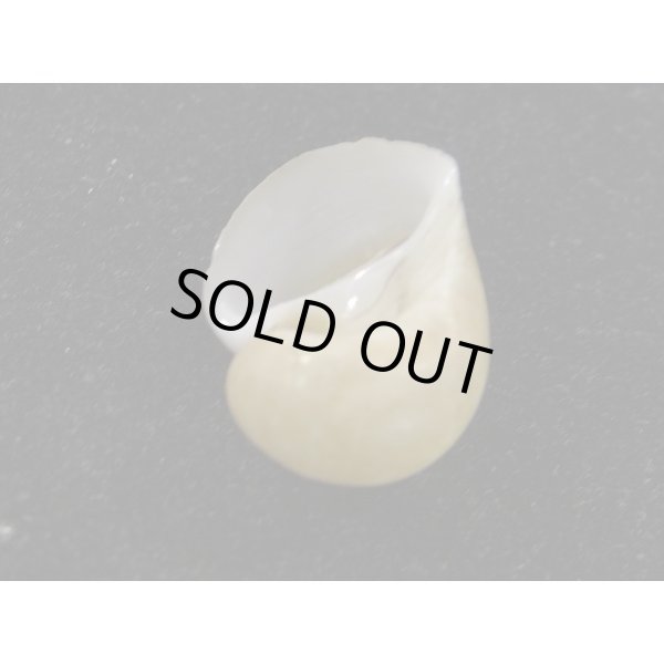 画像3: トウヨウダマ (3)