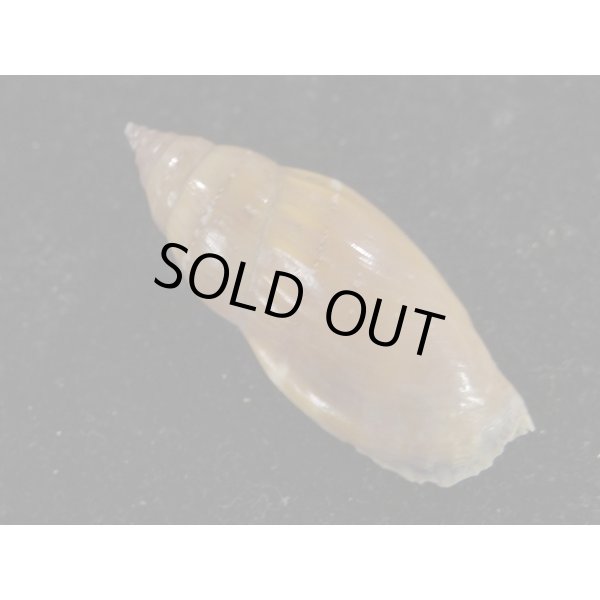 画像2: ミツユビガイ (2)