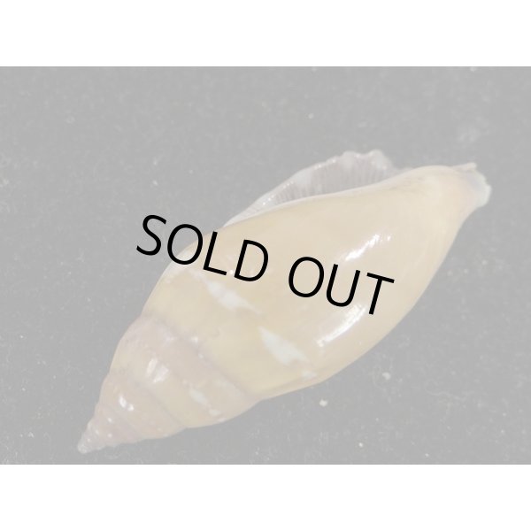 画像3: ミツユビガイ (3)