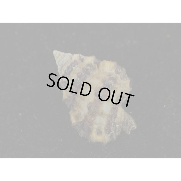 画像2: シマアラレボラ (2)