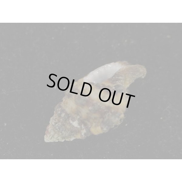 画像3: シマアラレボラ (3)