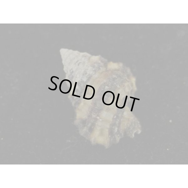 画像2: シマアラレボラ (2)