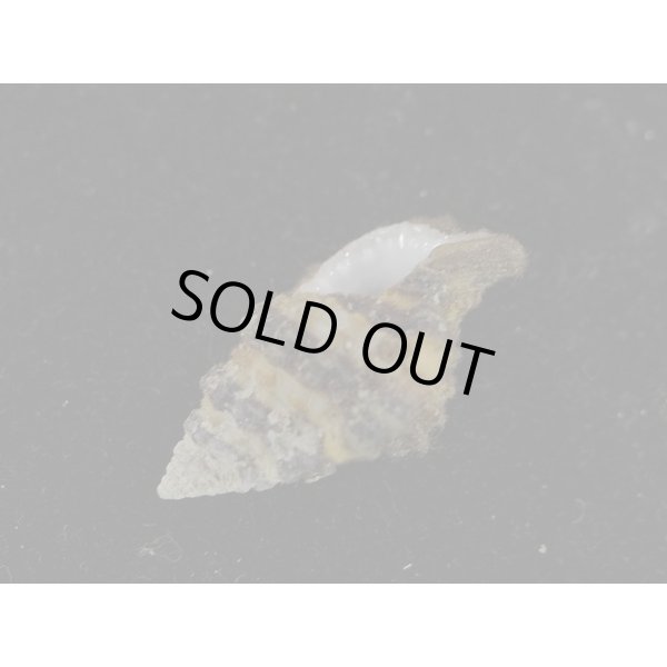 画像3: シマアラレボラ (3)